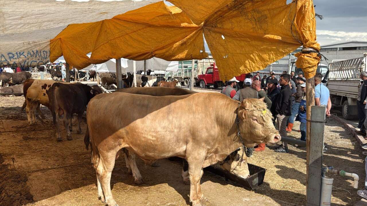 Konya’da arefe yoğunluğu! Kurban pazarlarında sıkı pazarlık yapılıyor 16